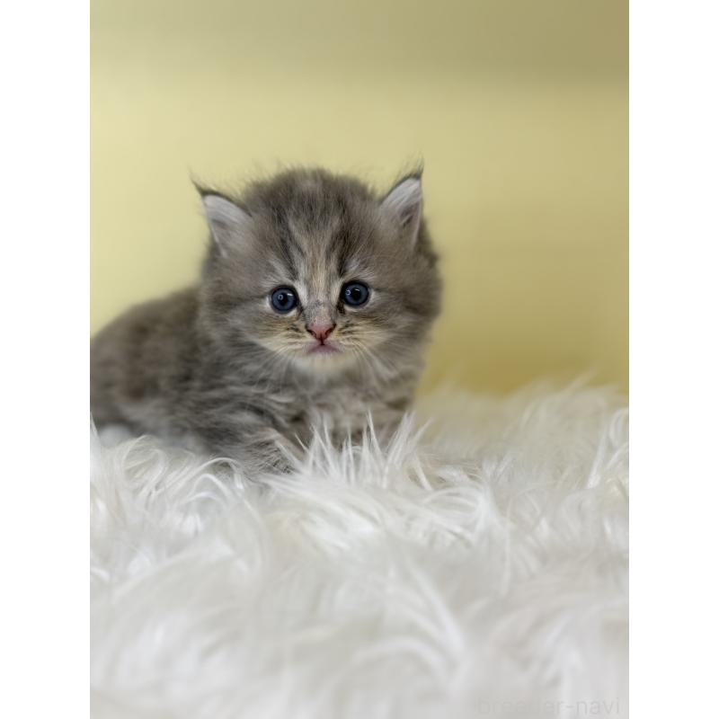 販売中の埼玉県のサイベリアン-129931の2枚目