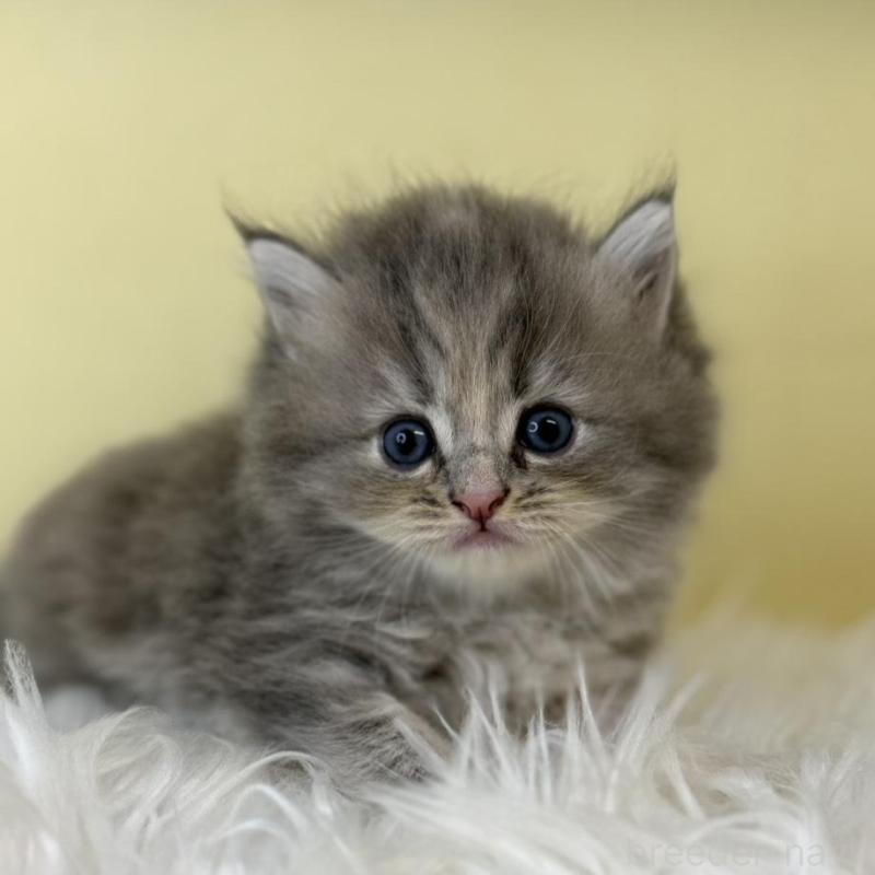 販売中の埼玉県のサイベリアン-129931の1枚目