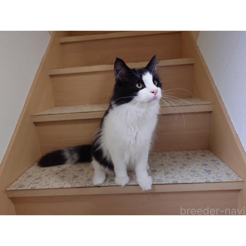 商談中の埼玉県のノルウェージャンフォレストキャット-115858の7枚目