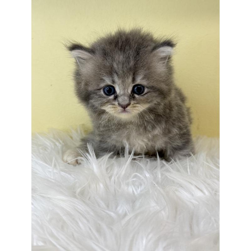 販売中の埼玉県のサイベリアン-129932の4枚目