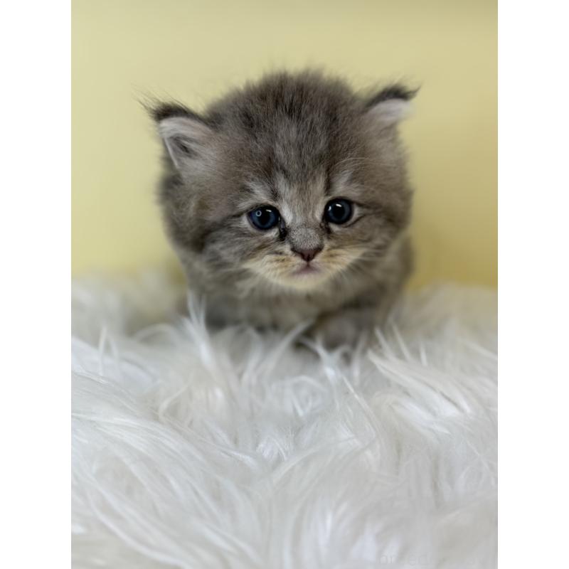 販売中の埼玉県のサイベリアン-129932の3枚目