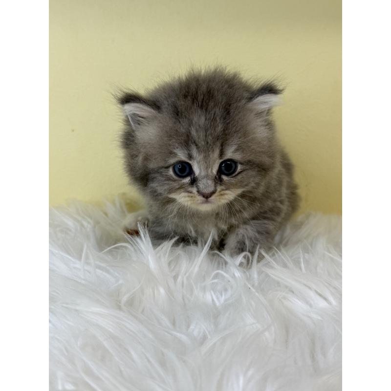 販売中の埼玉県のサイベリアン-129932の2枚目