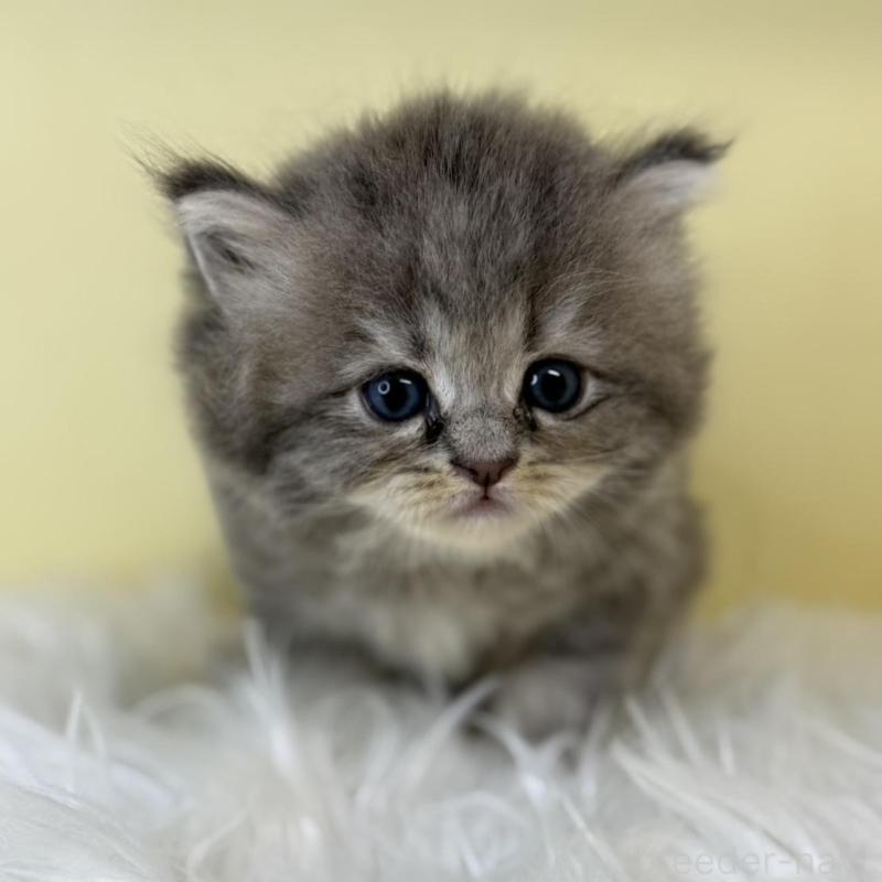 販売中の埼玉県のサイベリアン-129932の1枚目