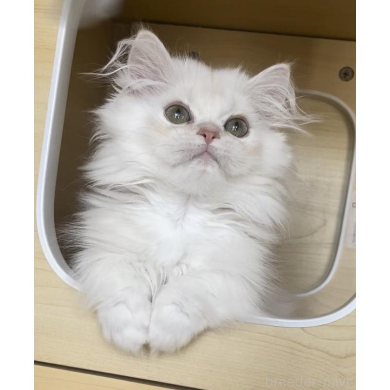 商談中の愛知県のミヌエット(短足)-127150の7枚目