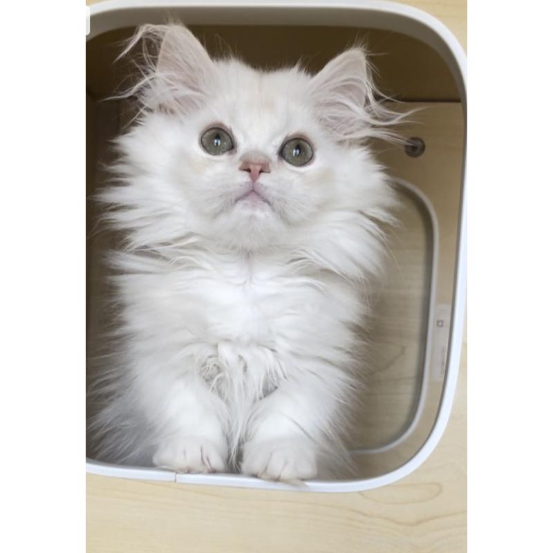 商談中の愛知県のミヌエット(短足)-127150の6枚目