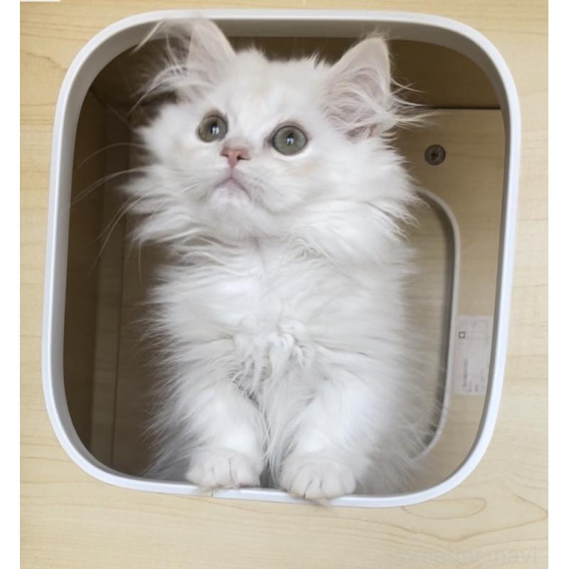 商談中の愛知県のミヌエット(短足)-127150の5枚目