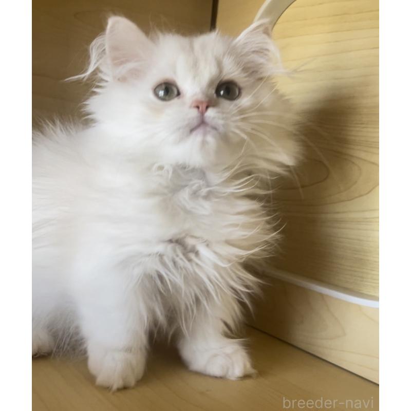 商談中の愛知県のミヌエット(短足)-127150の3枚目