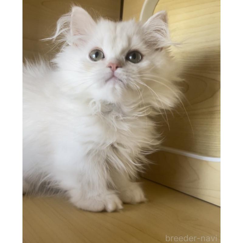 商談中の愛知県のミヌエット(短足)-127150の2枚目