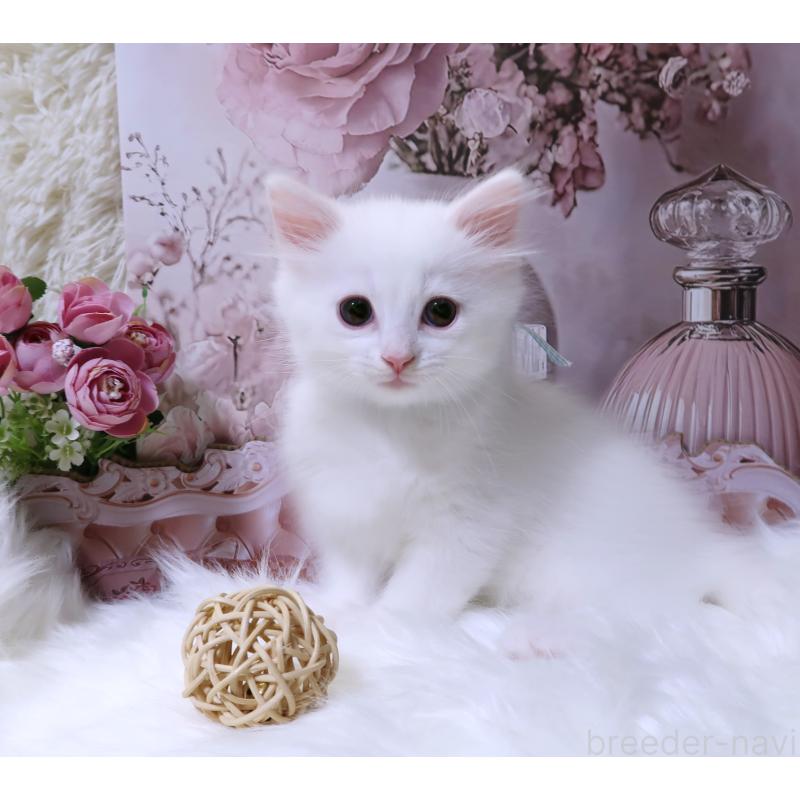 成約済の埼玉県のサイベリアン-128064の5枚目