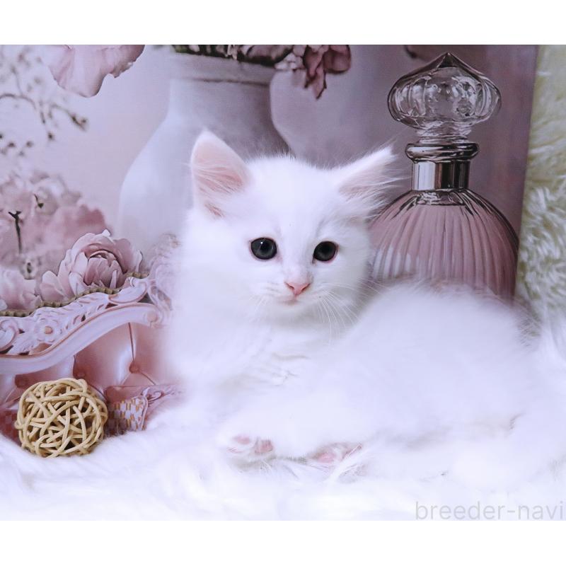 成約済の埼玉県のサイベリアン-128064の4枚目