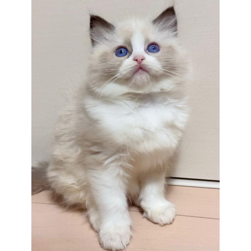 販売中ののラグドール-129581