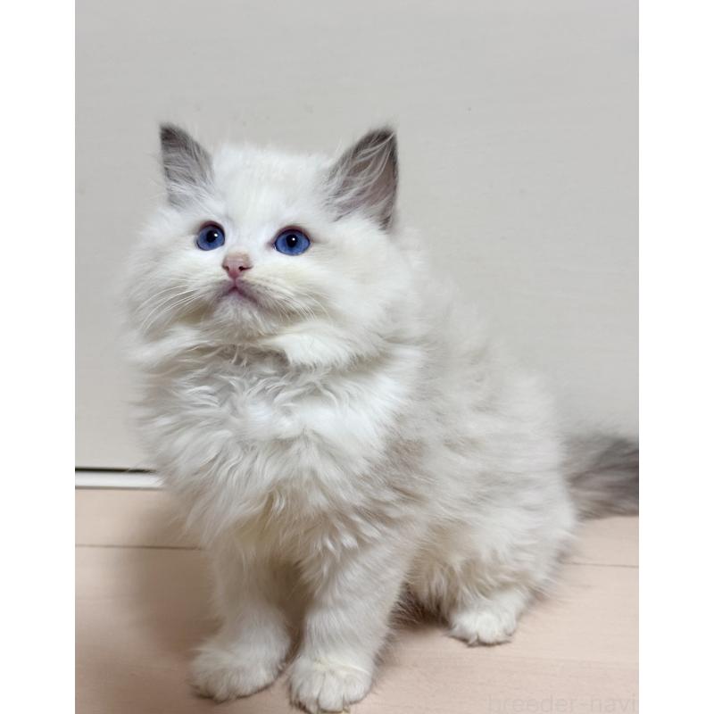 販売中の神奈川県のラグドール-130032の4枚目