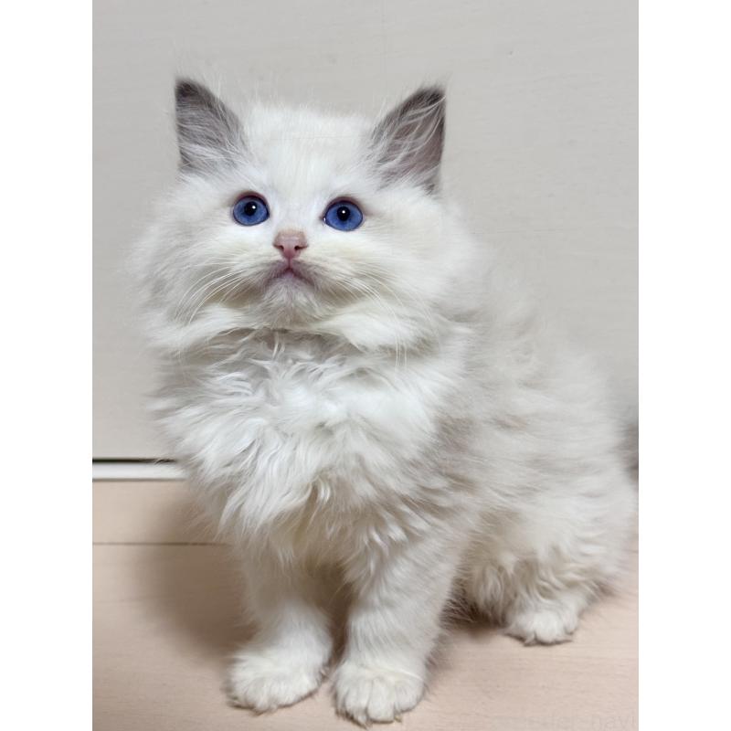 販売中の神奈川県のラグドール-130032