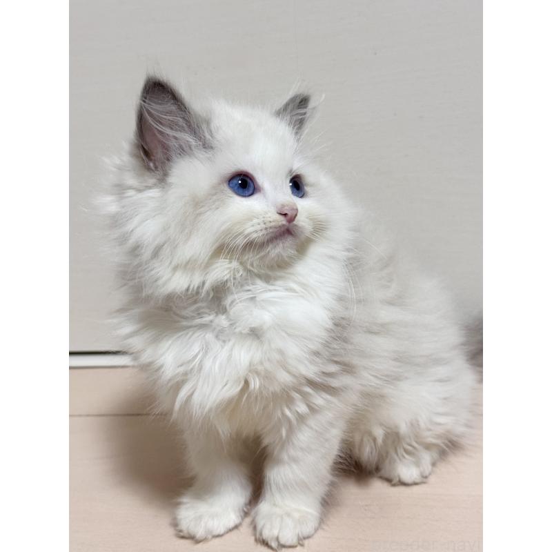 販売中の神奈川県のラグドール-130032の3枚目