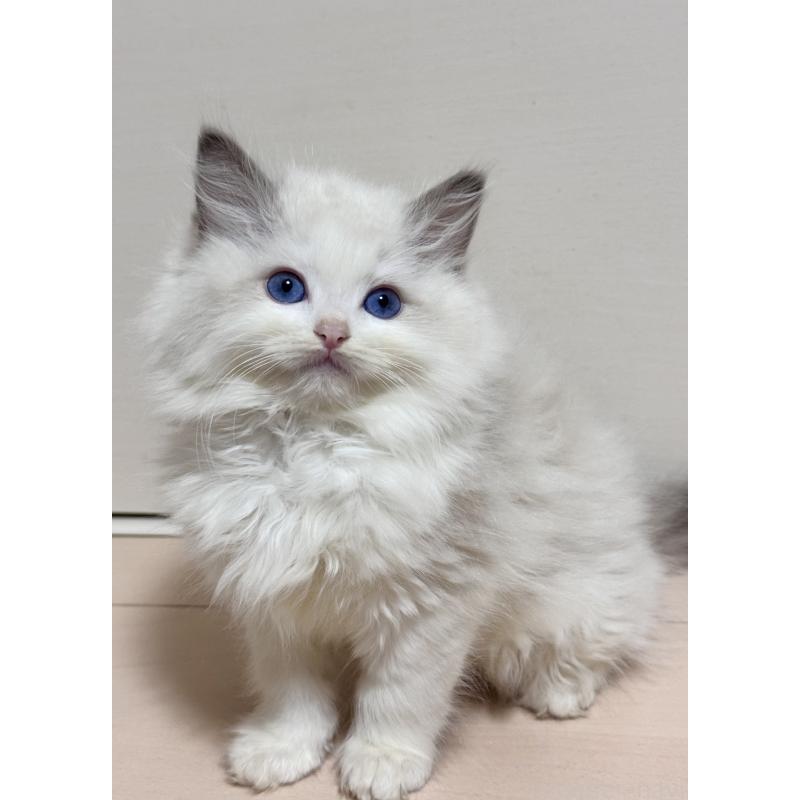 販売中の神奈川県のラグドール-130032の2枚目