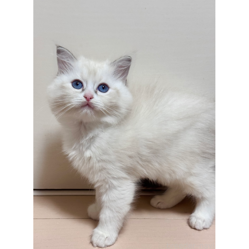 販売中の神奈川県のラグドール-130034