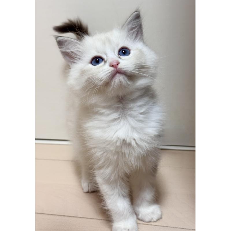 販売中の神奈川県のラグドール-130034の3枚目