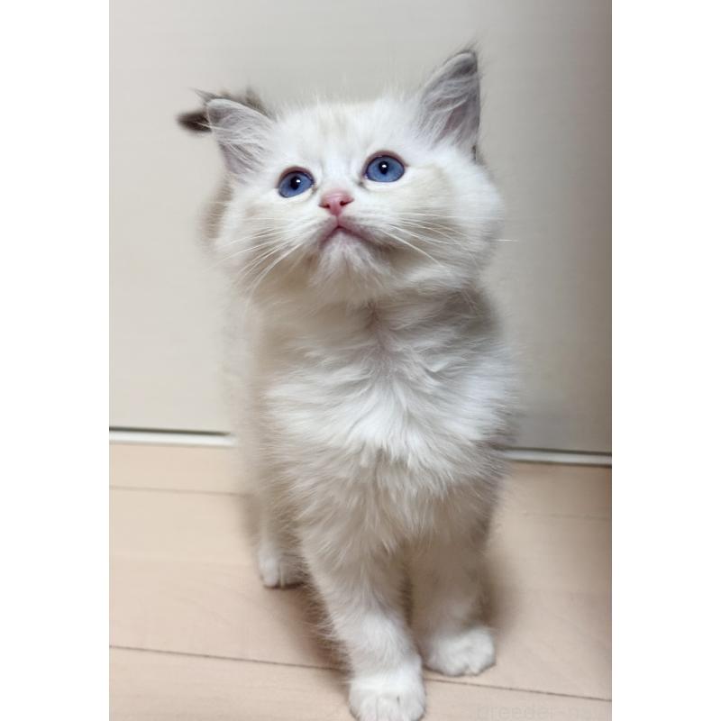 販売中の神奈川県のラグドール-130034の2枚目