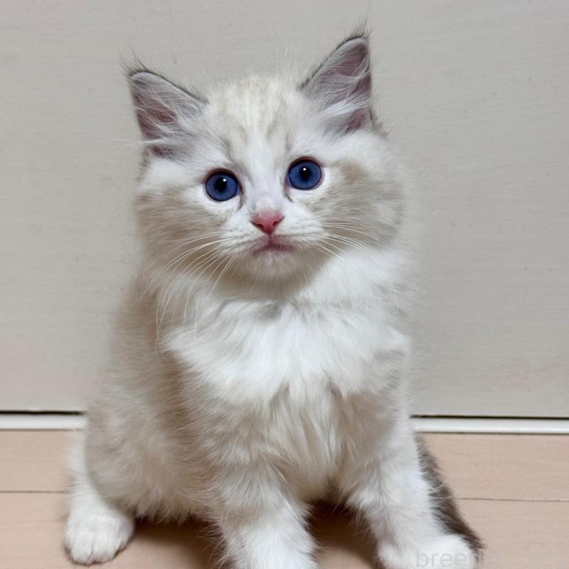 販売中の神奈川県のラグドール-130035