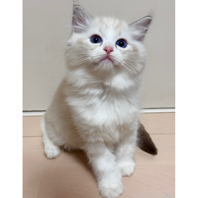 販売中の神奈川県のラグドール-130035の3枚目