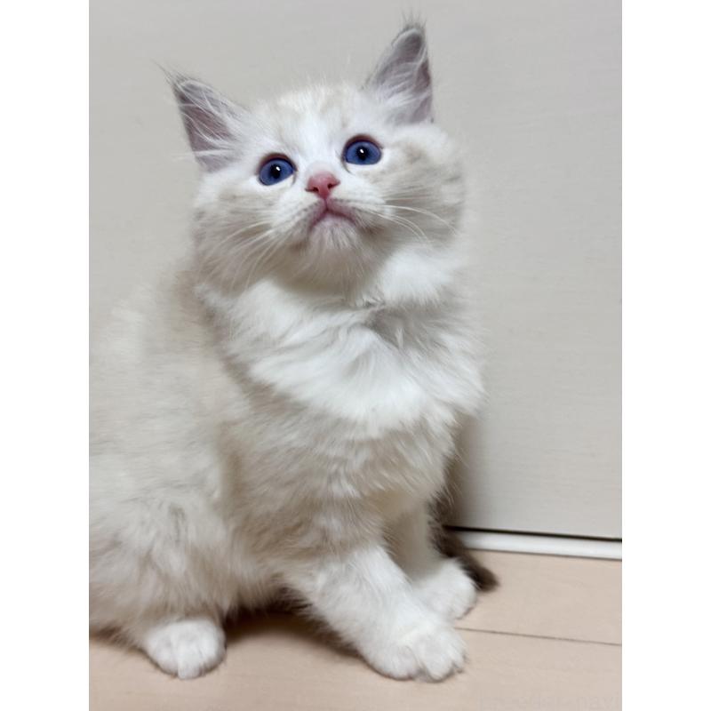 販売中の神奈川県のラグドール-130035の2枚目