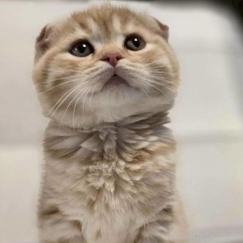 販売中の神奈川県のスコティッシュフォールド-129767