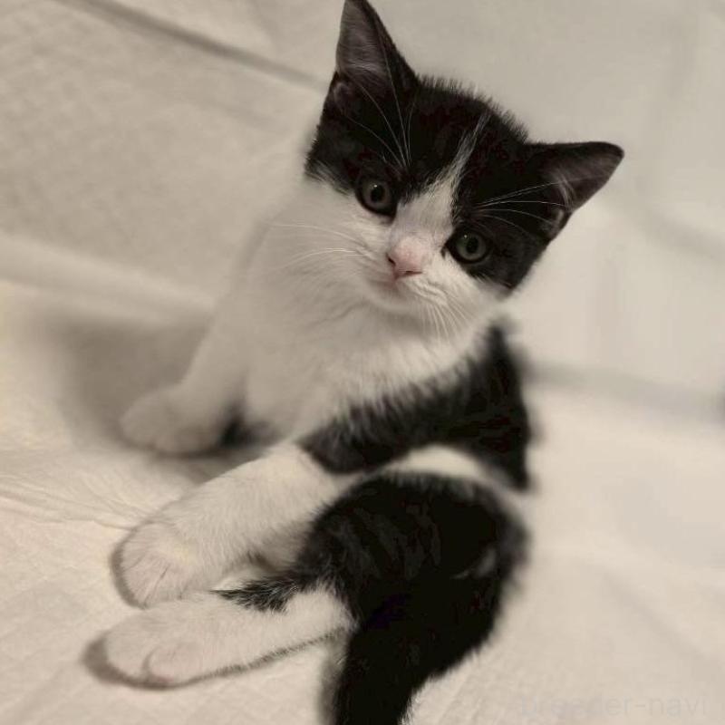 販売中の神奈川県のスコティッシュフォールド-129759の5枚目