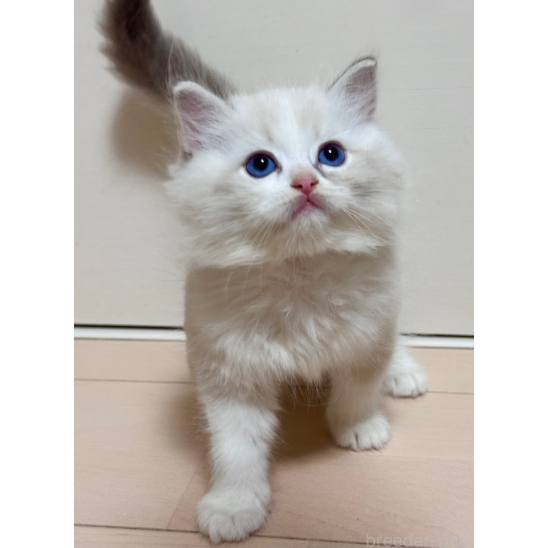 成約済の神奈川県のラグドール-129582の3枚目