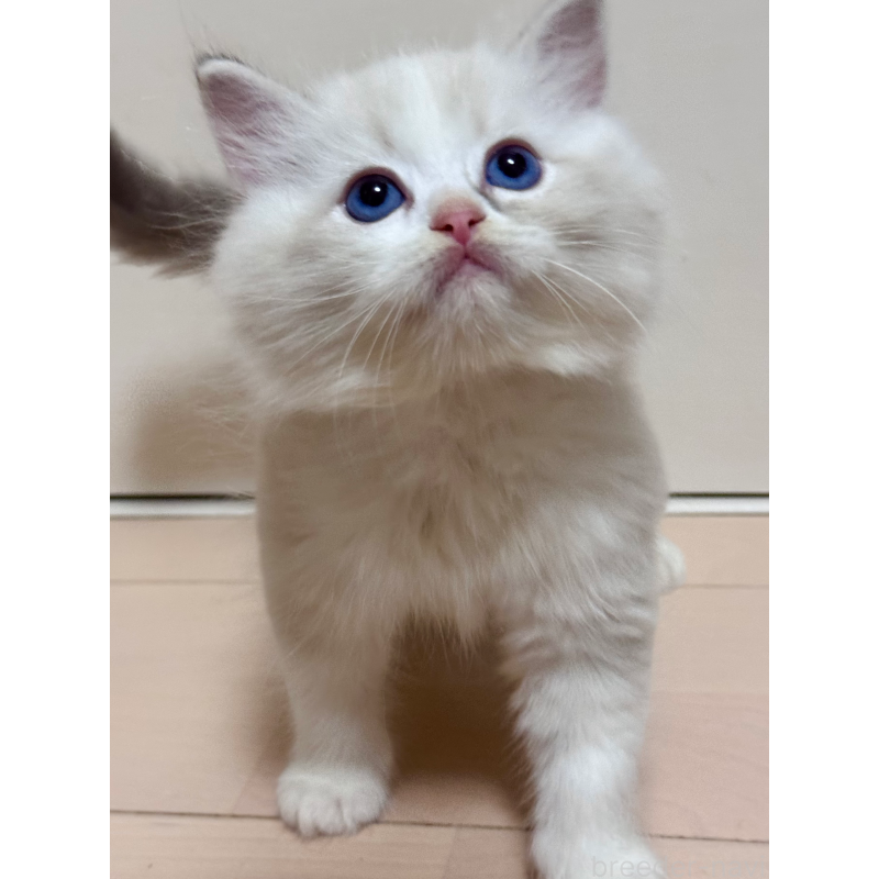 販売中の神奈川県のラグドール-129582