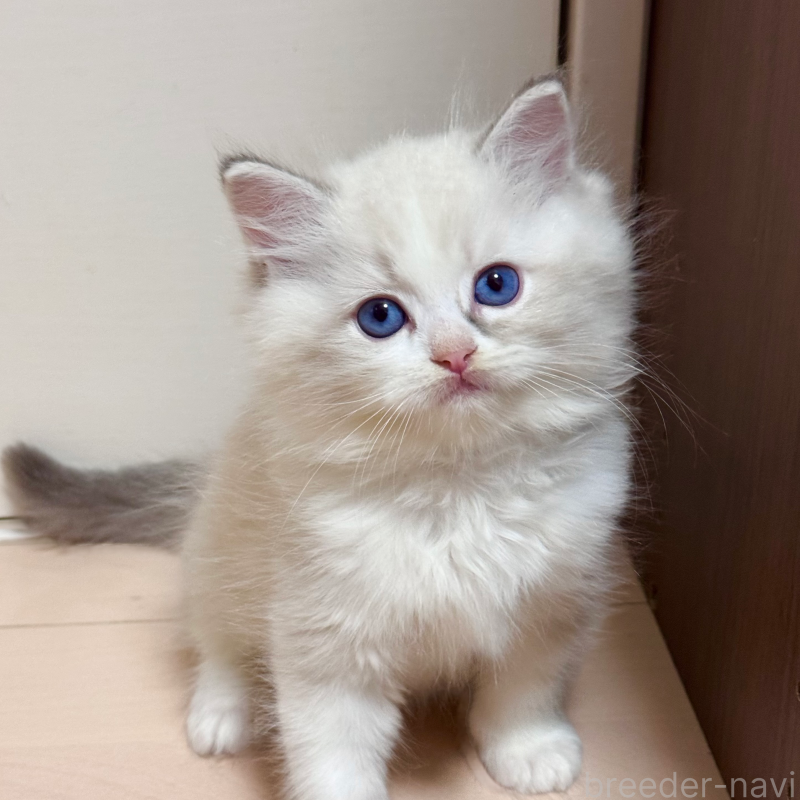 成約済の神奈川県のラグドール-129582の2枚目