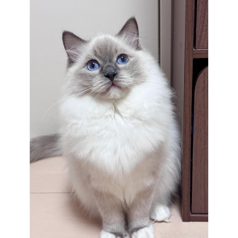 販売中の神奈川県のラグドール-115164の1枚目