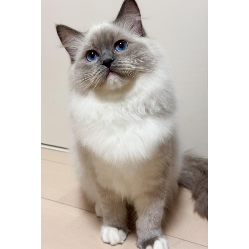 販売中の神奈川県のラグドール-119438の2枚目