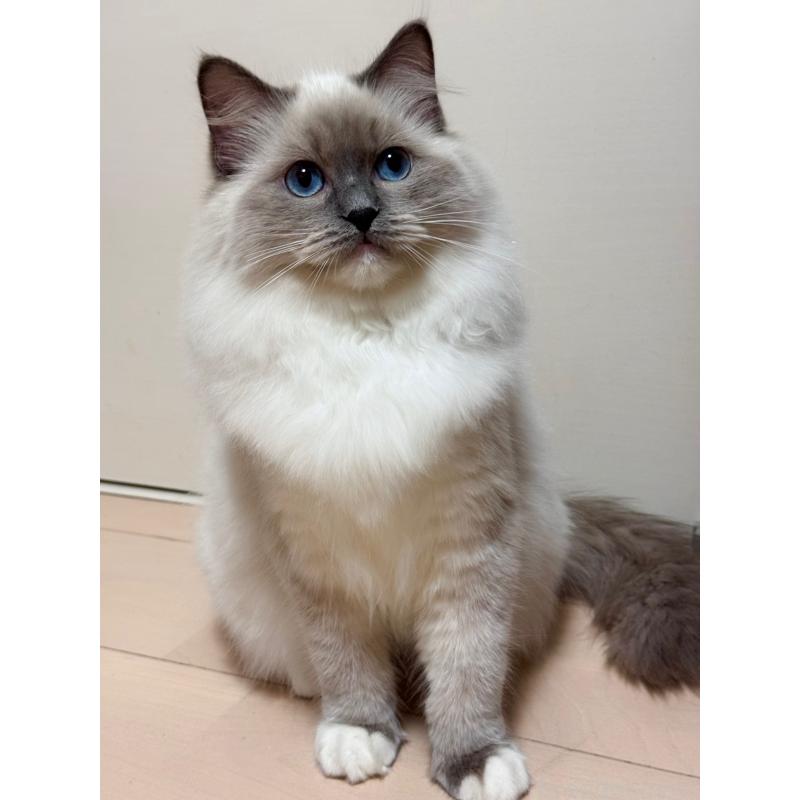 販売中の神奈川県のラグドール-119438の1枚目