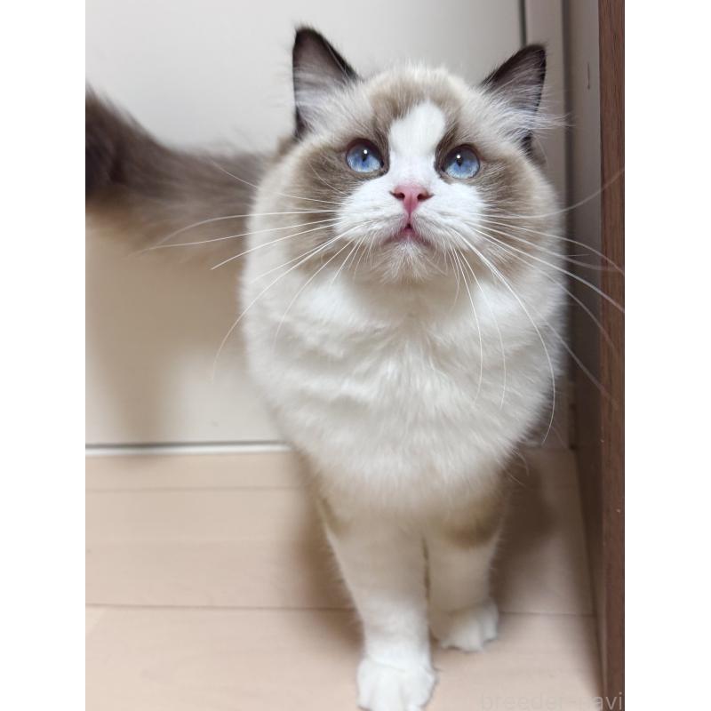 販売中ののラグドール-123441