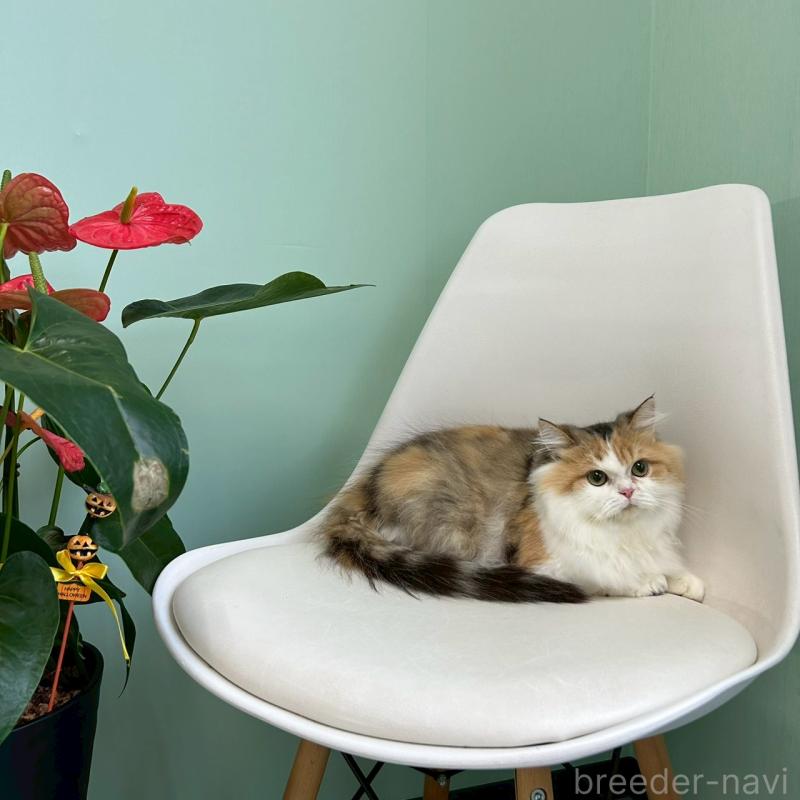 販売中の千葉県のスコティッシュフォールド-121875の3枚目