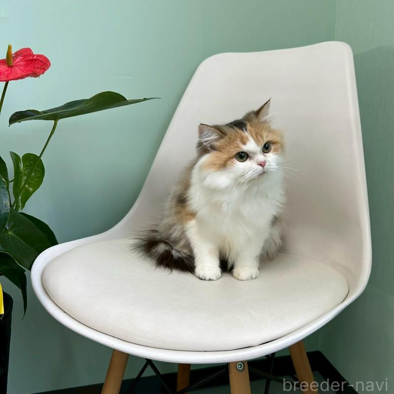 販売中の千葉県のスコティッシュフォールド-121875の2枚目