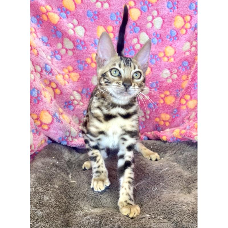 成約済の東京都のベンガル-125589の11枚目