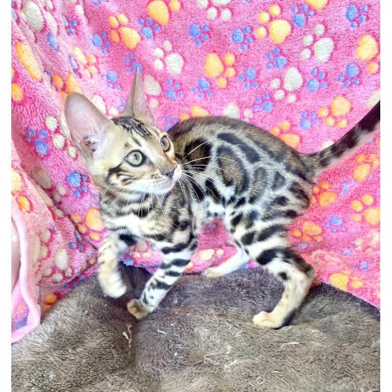 成約済の東京都のベンガル-125589の10枚目