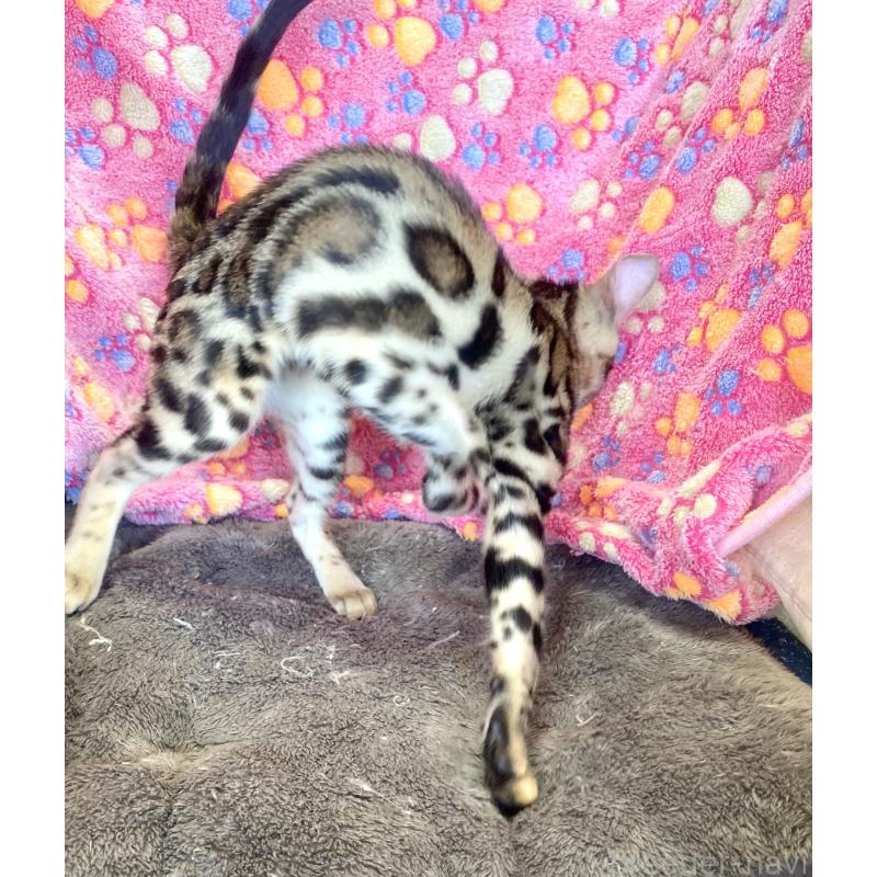 成約済の東京都のベンガル-125589の9枚目