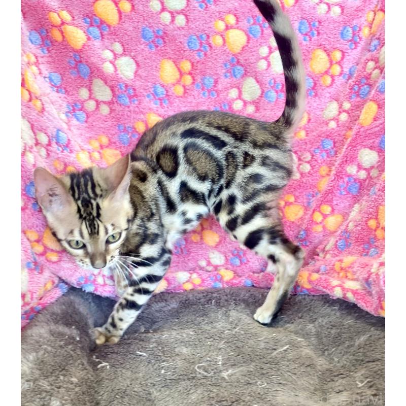 成約済の東京都のベンガル-125589の8枚目