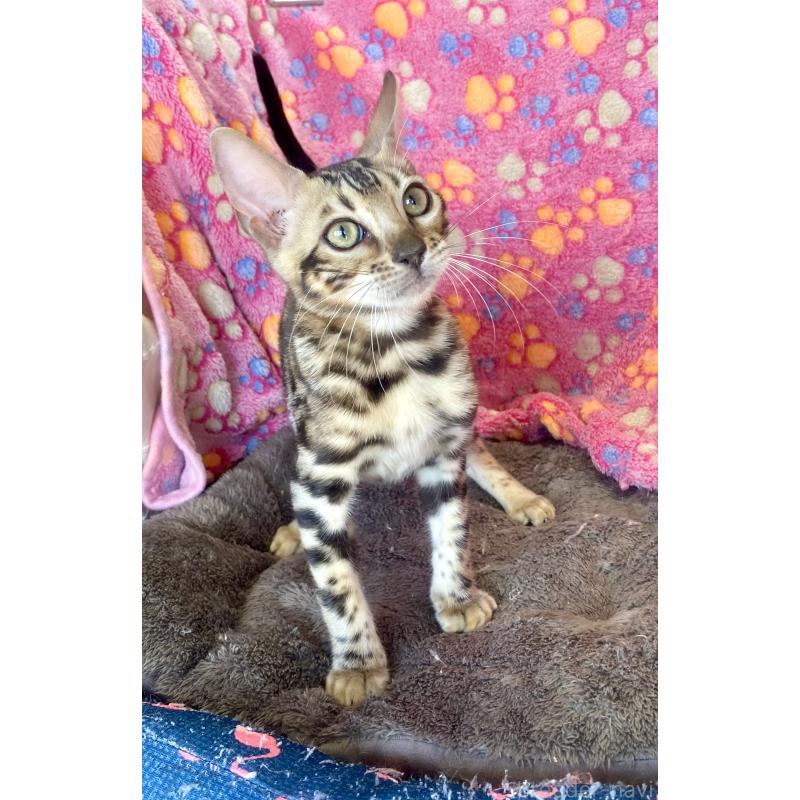 成約済の東京都のベンガル-125589の7枚目