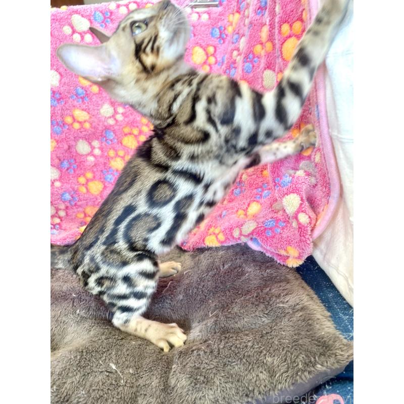 成約済の東京都のベンガル-125589の6枚目