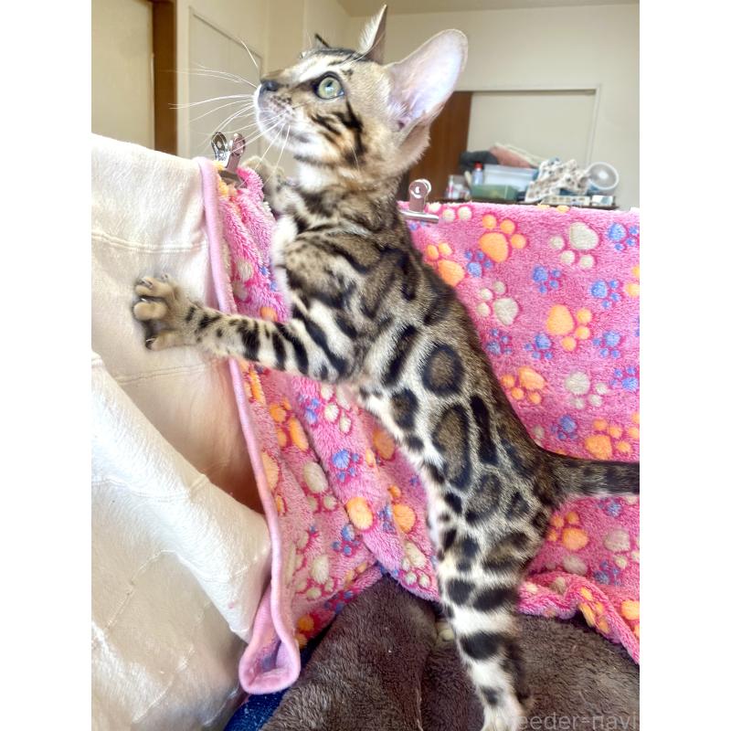 成約済の東京都のベンガル-125589の5枚目