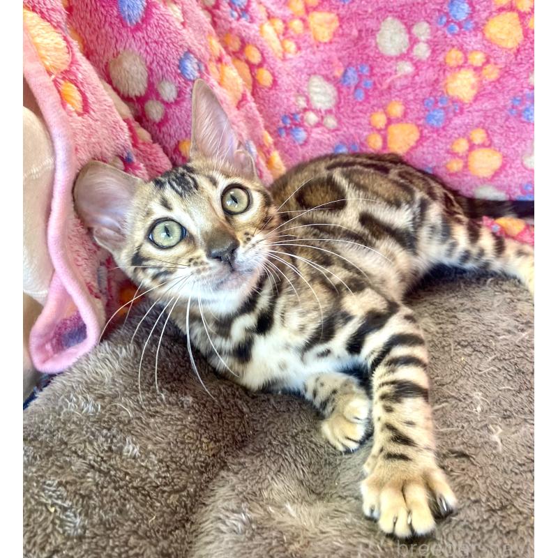 成約済の東京都のベンガル-125589の4枚目