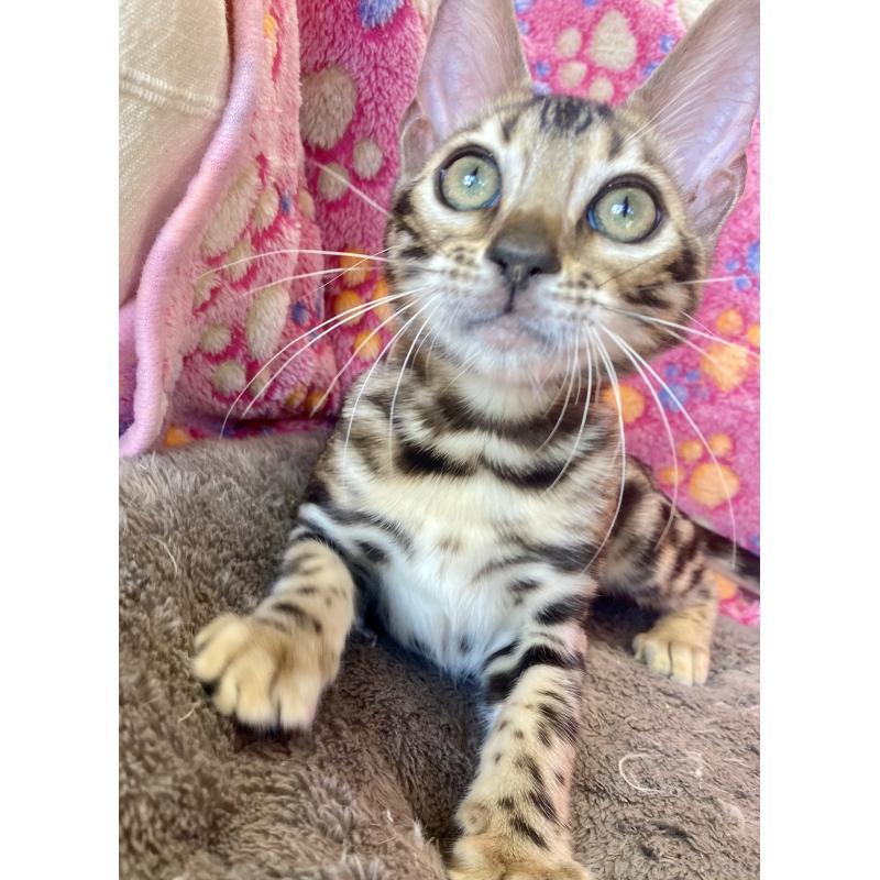 成約済の東京都のベンガル-125589の3枚目