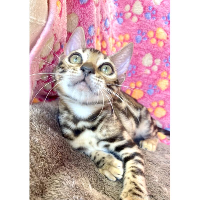 成約済の東京都のベンガル-125589の2枚目