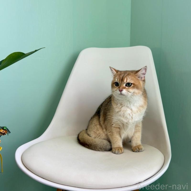 販売中の千葉県のブリティッシュショートヘア-117567の3枚目