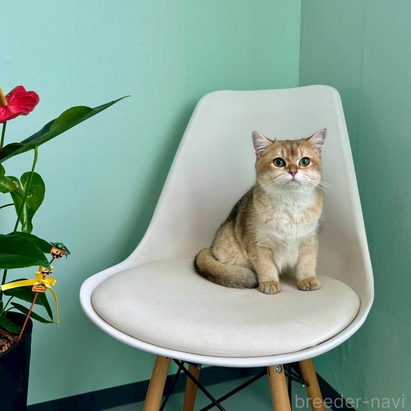 販売中の千葉県のブリティッシュショートヘア-117567の2枚目