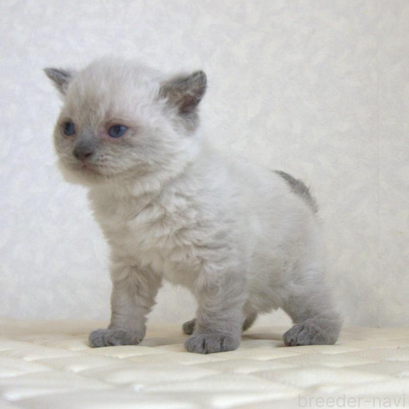 販売中の静岡県のセルカークレックス-129199の28枚目