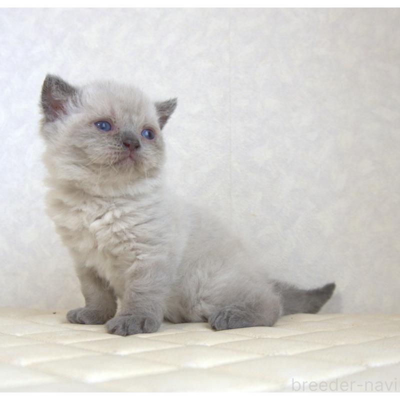 販売中の静岡県のセルカークレックス-129199の27枚目